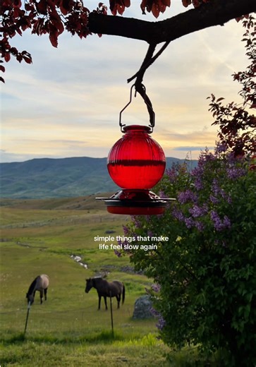 Loving this little hummingbird feeder lately. There’s something so peaceful about watching them even if you’re right in the middle of town or out in the country. Nectar Recipe: 1 cup sugar to 4 cups water, no dye, nothing fancy. Just simple and sweet. I have it linked on my Amazon storefront in my bio. #gretegotye #hummingbirdfeeder #hummingbirds #countryliving
