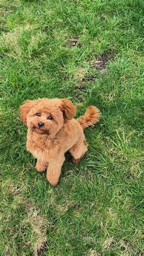 Adorable New Haircut for My Toy Poodle!