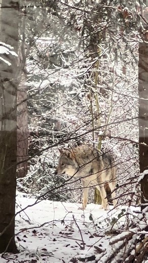 Wolf already tracking prey 🐺 Stay with me so you don’t miss new videos 🔔 If you enjoy real wolf moments, you can support the channel 🐺 PayPal email in bio. #wolf #wildlife #predator #nature #forest 🐺