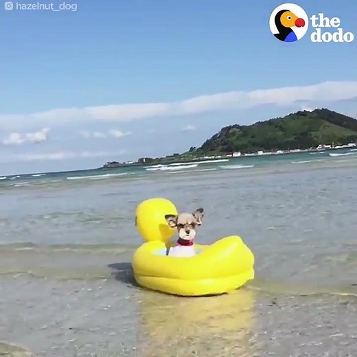 Dogs Float Along On Their Boat