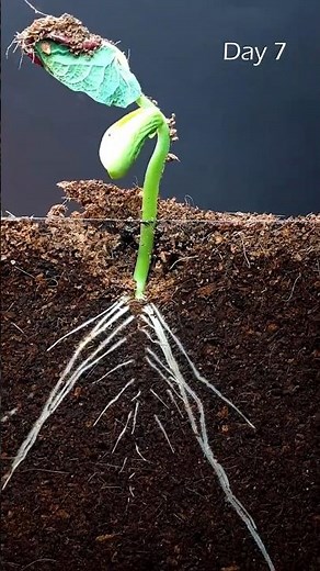 Planting Red Beans to Harvest | Full Red Bean Growth Time-Lapse