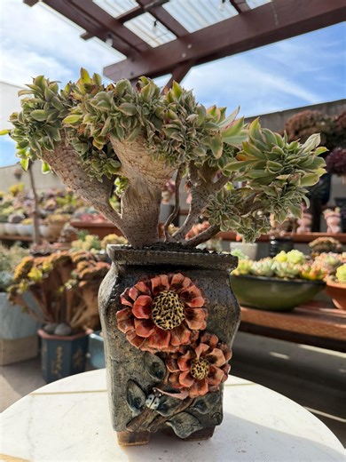 Aeonium Sunburst Crested Succulent Plant (7" Tall, 12" Wide) - Etsy