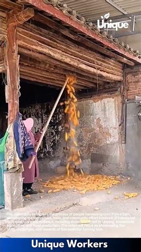 Corn harvesting from a barn: people harvesting corn from a barn