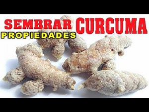 COMO SEMBRAR CURCUMA Y SUS PROPIEDADES - VIVIR EN EL CAMPO