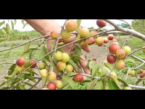 Cultivo e aproveitamento do camu-camu
