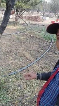 Phytophthora Root rot disease of citrus - Ak-Agriculture