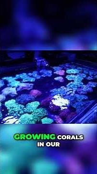Most Important Ways To Grow Coral?