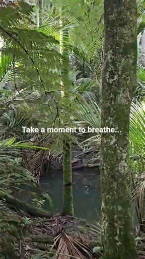 Walking the Puhinui Stream Forest Trail | South Auckland NZ