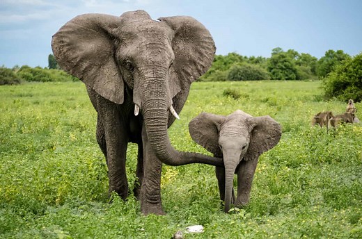 Why Elephants Have Big Ears: The Secret to Staying Cool