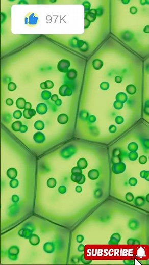 How scanning electron microscope (SEM) work?