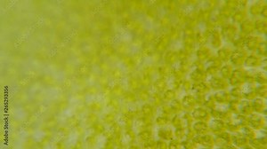 Chloroplast under a microscope. Chloroplasts in plant cells. Cell structure view of leaf surface showing plant cells under microscope for education. Green plant cells under microscope. GMO. DNA.