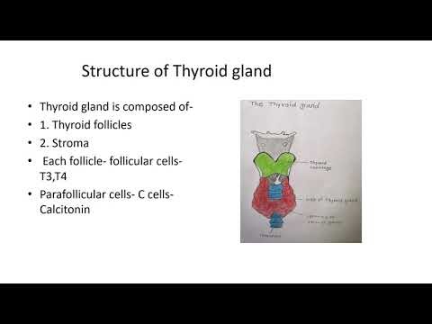 8 NEET ENDOCRINE SYSTEM DR RAJASHREE MUTHA