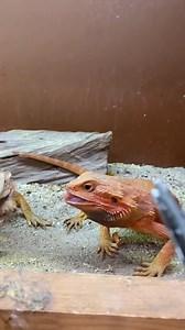 Estos animales son increíbles, cada uno tiene una personalidad propia, pero todos comparten una característica y es que son muy glotones 😅🐲❤️ #pets #mascotas #animales #animalestiktok #mascotastiktok #zoo #PetsOfTikTok #animalsoftiktok | Braisclips