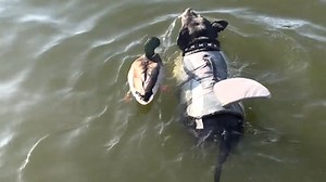 Wild duck lives with dogs We interviewed instagram.com/_onlyfinn_ for this video produced exclusively by GeoBeats. | GeoBeats Animals