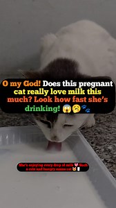 1.5K views · 36 reactions | O my God! Does this pregnant cat really love milk this much? Look how fast she’s drinking! 辰. She’s enjoying every drop of milk  Such a cute and hungry mama cat 拏. #kitten #baby #viralreelsシ #PregnantCat #CuteCat #CatLovers #FunnyCat #MilkLover #AdorablePets #ViralVideo #AnimalLove #SweetMoment #CatLife #viralpost2025シ #reelsfbシ #reelsfypシ # | funnyman1 | Facebook