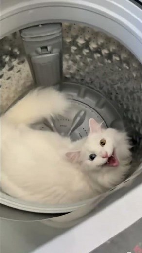 Cute White Cats Compilation 🐈