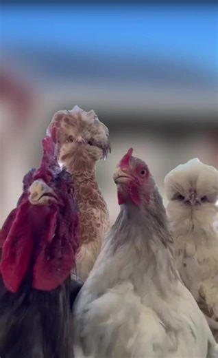 🐓Dealer Spotlight: Lakes Country Buildings, Barns & Sheds! 🐓 As the holidays approach, Old Hickory Buildings is getting into the holiday groove, and our dealer in Detroit Lakes, MN is leading the way! They're bringing storage solutions to your flock with our customizable Old Hickory Chicken Coops—the perfect way to keep your animals safe and cozy this winter. Here's what you can expect: ✅ Fully customizable chicken coops to fit your budget ✅ Free delivery within 30 miles ✅ Flexible Rent-to-Own