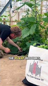 How to Prune Zucchini Without Ruining It