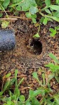 🚨UNDERGROUND Yellow Jacket colony | SWARMED and STUNG! AGGRESSIVE Yellowjacket Species! 🚨
