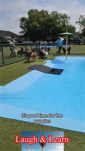 It’s Pool Time for Puppies 🐶💦 | Cute Dog Short l Summer Fun with Puppies 🐕🌊 | Viral Short