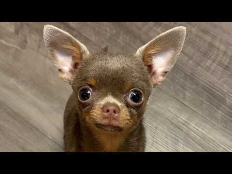 Shy chihuahua learns to howl so husky would become his friend