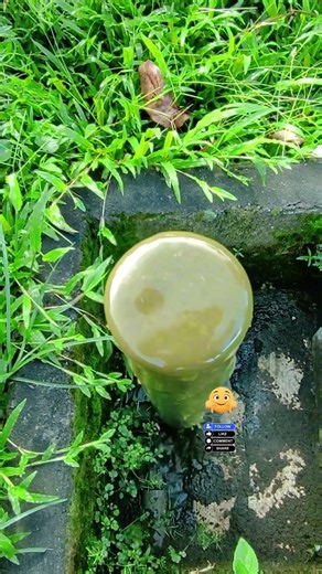 Sipon #catfish #farming #agriculture