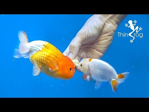 4 Best Goldfish Foods