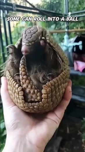 Armadillo