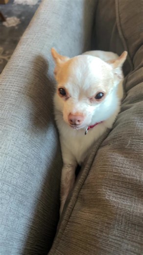 Rio ❤️‍🩹 #dog #cutedog #mybaby #fypシ゚viral #fypシ