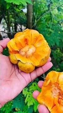 9 Foods for Better Digestion, Gas & Constipation Relief 🌿 | Health Tips #shorts
