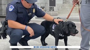NEW RECRUIT: A 3-year-old black lab named Lila is the newest member of the U.S. Capitol Police, bringing comfort to officers injured during the January 6th insurrection. | CBS Evening News