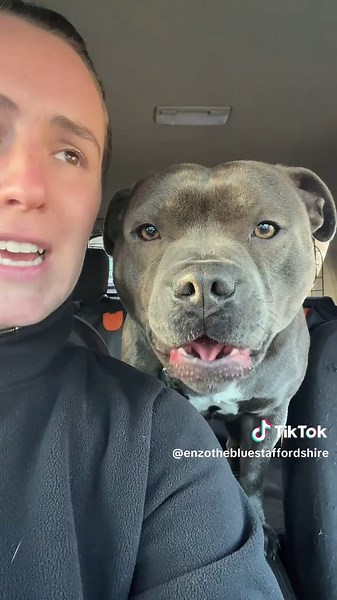 Adorable Staffordshire Bull Terrier Puppy Moments