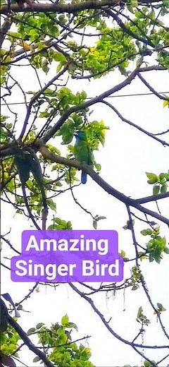 Bird Sings Amazingly #talent #satisfying #birdsinging