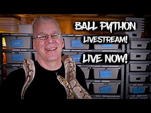 Live Now with Chris Hardwick Reptiles! Let's talk Ball Pythons!