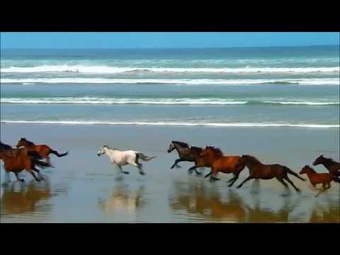 Windows 7 Ultimate Sample Video Wildlife HD modified with movie maker (HD)