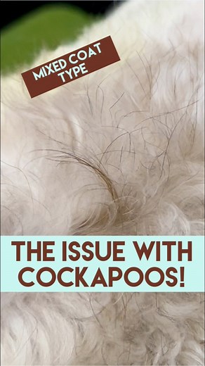 🐾 What's the problem with Cockapoos!? 😱 Absolutely nothing, but their varied floofy coats can pose some significant maintenance & styling challenges! 🌈✨ The poodle mixes get a tough rep at the groomers!!!Owners, it's time to better understand those unique coat requirements and embrace the fluff! 🧑‍🎨✂️ Groomers, let's work together with owners, not against them – no judgment, just love for the mixed floofs! 💖🐶 Love my WAHL Bravura trimmers on the softer Cockapoo coats! How interesting is t