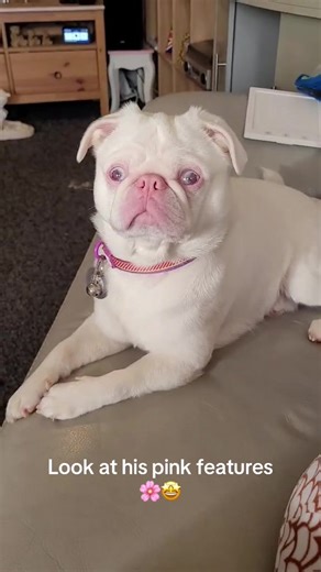 Adorable Pink Features of Albino Pugs on TikTok