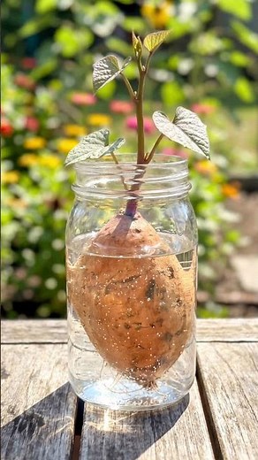 This Easy Sweet Potato Growing Method Works 😮
