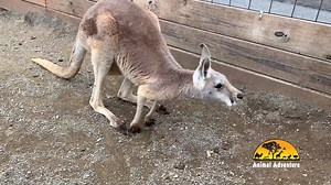 Hop on over to the park! We're open daily thru October 25! Red kangaroos are native to Australia.They have large hind feet, a long heavy tail and a semi-bipedal stance. These marsupials, travel in groups called mobs. Over the summer our kangaroos have birthed a few joeys. Most of these little guys hang around in mom's pouch during the day. A female's pouch is well developed and shelters the joeys from being jarred or jostled while they jump. If you're lucky, you may just see a little joey pop it