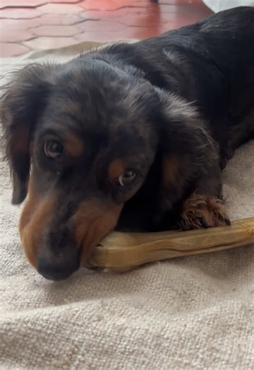 #teckel #chien #kaninchen #dachshund #dog