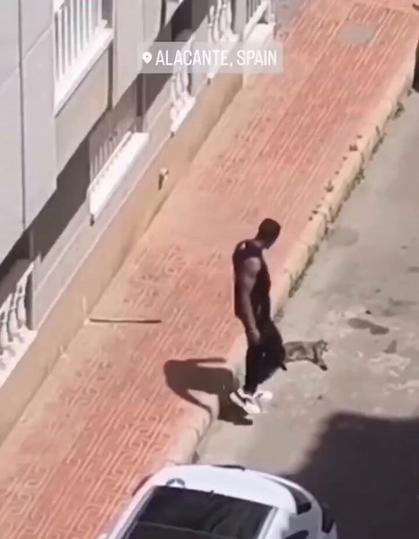 Nombre abusador: Andrés Camilo Candelo Pino.Location: Calle Jacarilla, Torrevieja, Alicante, España.En un ataque de rabia y venganza contra su exnovia, Andrés Camilo Candelo Pino golpeó a Nala la gata de 4 años, la tiró por la ventana y procedió a matarla a patadas en la calle. Pino fue arrestado inmediatamente, acusado de violencia de género y crueldad animal, y liberado al día siguiente.Tiene que estar en la corte el 13 de mayo.