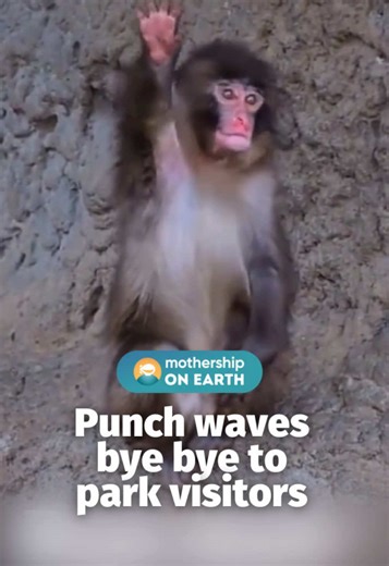 Our baby’s all grown up 🥹 Punch has learned to recognise the Ichikawa City Zoo’s daily closing announcement. In the now viral video, he seemingly waited until the end to wave goodbye. #mothershipnews #punch #fyp
