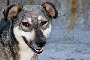 How Long to Boil Marrow Bones for Dogs? | Pet Reader