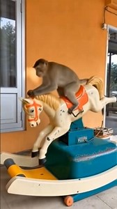 monyet main kuda-kudaan 🏇 #monyet #kudakudaan