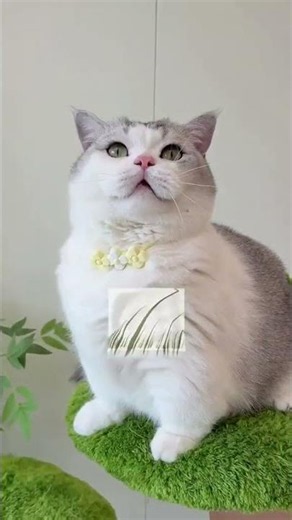 This Might Be the Cutest Cat Collar Ever! 😻🌸🐱