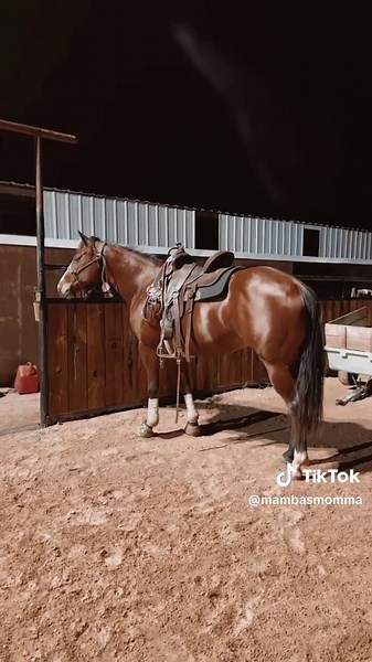 Stallion vs Mare: Deciding on the Best Barrel Horse