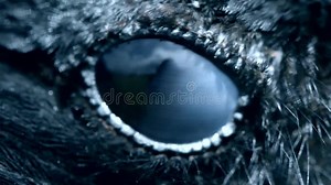 Raven Eye Close-up, Macro, Eye of Hooded Crow. Toned Stock Footage - Video of gothic, animal: 147501060