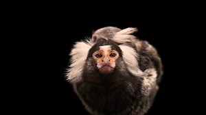 A female common marmoset and her baby regard me with curiosity during a Photo Ark shoot at the University of Nebraska at Omaha. Females of this species typically give birth to a set of non-identical twins, though triplets or single infants are not unheard of. Because nursing their young requires a tremendous amount of energy, marmosets have adapted to having offspring during times of the year when food is abundant - either at the end of the dry season or the end of the rainy season. #marmoset #p