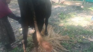 #SOLD_OUT 2nd lactation with 20 days male calf Present milk 10ltr garantee Location kangan Ganderbal #videoviralシviralシ2025 #followersreelsfypシ゚viralシfypシ゚viralシ #landofkashmir | Land of Kashmir