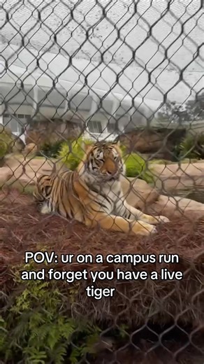Encountering a Live Tiger on Campus Run